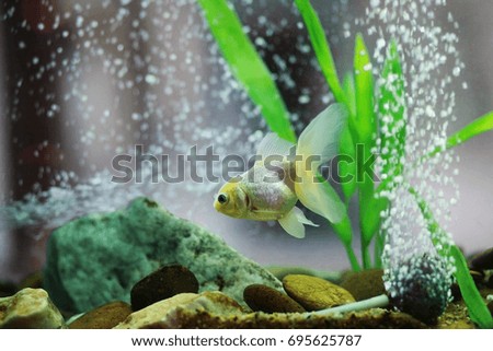 Golden fish in aquarium or fishbowl for home decoration