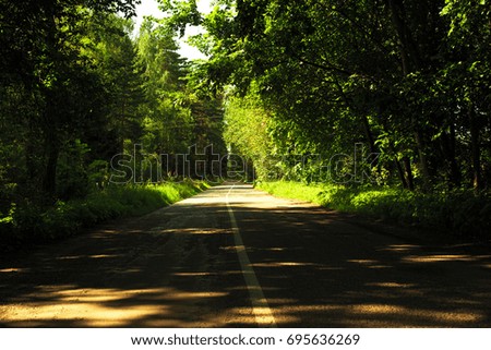 Road in the forest with shadows from trees and sunlight