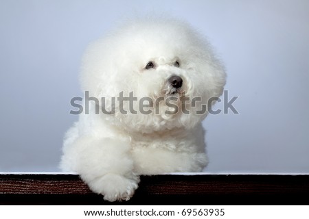 picture of a sad bichon frise on a grey background