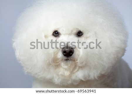 closeup picture of a bichon frise over gray background