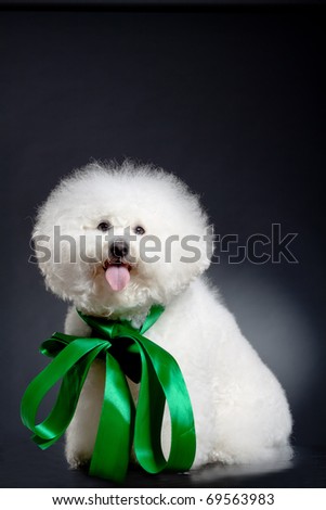 picture of a cute bichon frise wearing a big green ribbon and posing for the camera