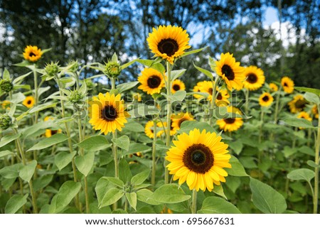 Beautiful field of yellow blooming sunflowers in the garden