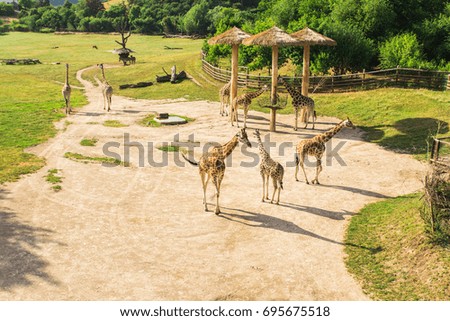 Group of giraffes walks in the park