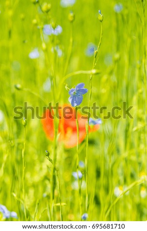 Red poppy flowers on blue flax field