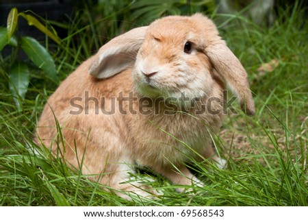 Cute rabbit playing in the grass field