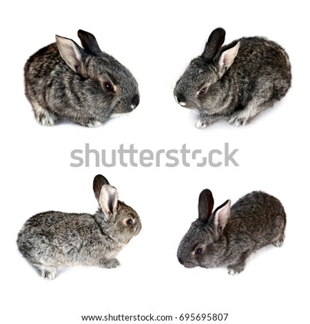 Set of a gray small rabbits isolated on a white background