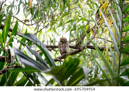 The Asian barred owlet is a species of true owl, resident in northern parts of the Indian Subcontinent and parts of Southeast Asia.