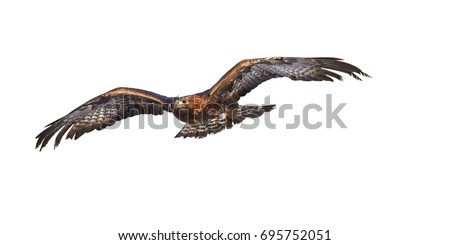 Isolated on white background, flying Golden eagle, Aquila chrysaetos, big bird of prey with  outstretched wings. Front view. Eagle flying directly at camera. Action photo. Royalty-Free Stock Photo #695752051