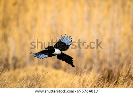 Flying crow. Yellow nature background. 