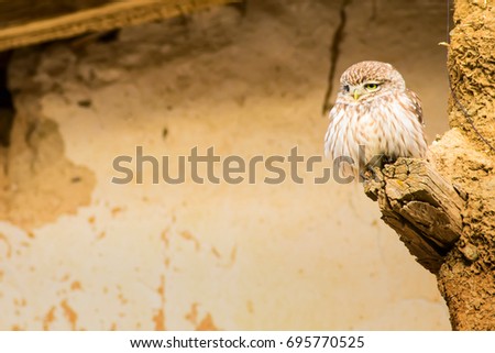 Cute little owl. Old house wall background.