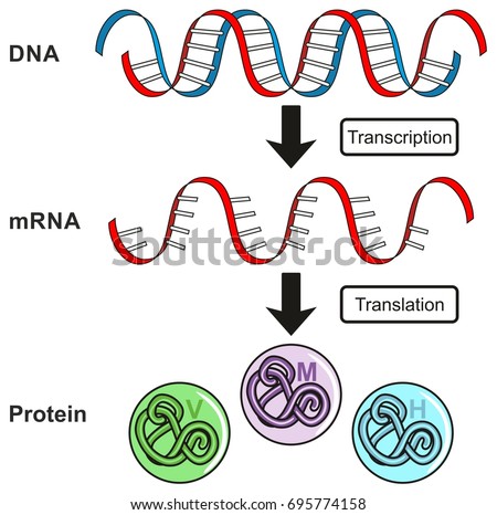 Central Dogma of Gene Expression infographic diagram showing the process of transcription and translation from DNA to RNA to protein and how it form for genetic science education Royalty-Free Stock Photo #695774158