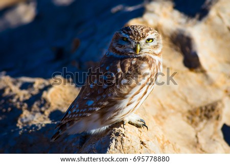Cute little owl. Yellow nature background.