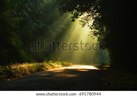 Morning sun light rays piercing through the trees Royalty-Free Stock Photo #695780944