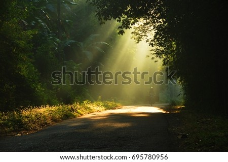 Morning sun light rays piercing through the trees Royalty-Free Stock Photo #695780956