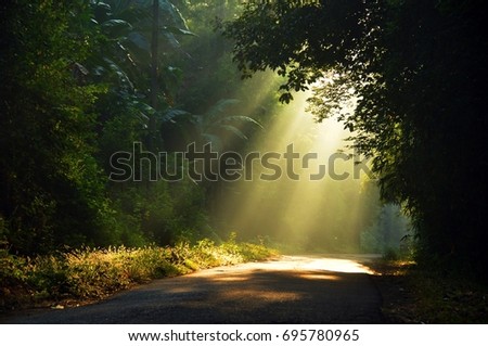 Morning sun light rays piercing through the trees Royalty-Free Stock Photo #695780965
