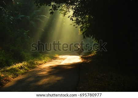 Morning sun light rays piercing through the trees Royalty-Free Stock Photo #695780977