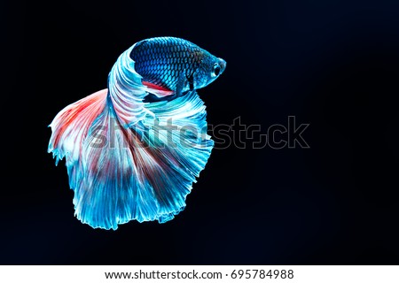Colourful Betta fish,Siamese fighting fish in movement isolated on black background. Capture the moving moment of colourful siamese fighting fish isolated on black background, Royalty-Free Stock Photo #695784988