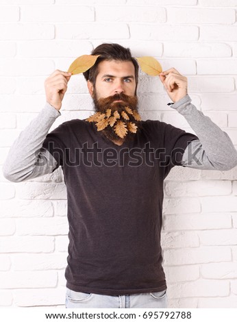 handsome bearded man with stylish mustache and autumn yellow leaves in long beard on serious face on white brick wall background