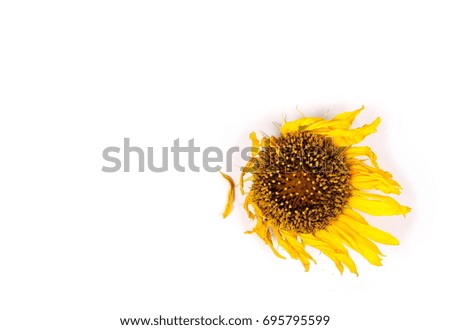 Dry sunflower isolated on white background