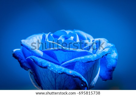 Beautiful bue rose on blue background