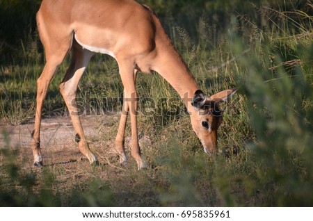 Wild African Impala Antelope 5