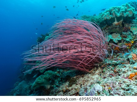 Red sea whip on a coral reef