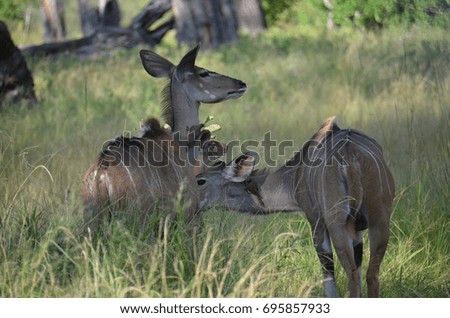 Wild African Greater Kudu 13