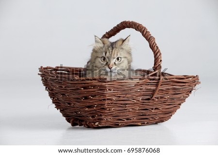 Persian cat in a wicker basket. Studio Shot. Horizontal format. White background. 