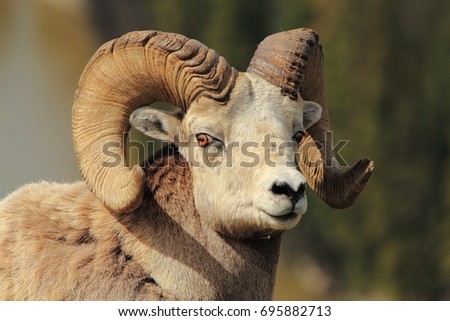 Bighorn Sheep Close-up