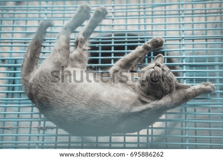Cute Gray Kitten sleeping in the cage, soft focus