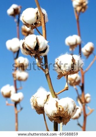cotton Royalty-Free Stock Photo #69588859
