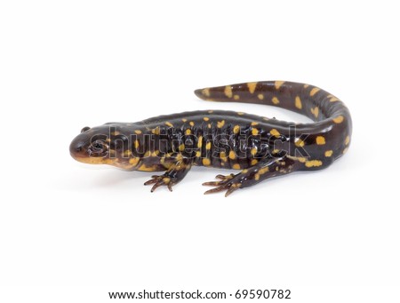 Photograph of an adult Tiger Salamander, Ambystoma tigrinum, isolated against a white background.