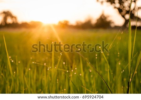 Morning sunrise in the rice field, overlooking the beautiful dew.