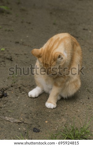 orange cat isolated with brown background.visible noise due to high iso