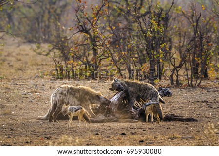 Spotted hyena in Kruger national park, South Africa ; Specie Crocuta crocuta family of Hyaenidae