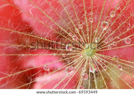 Extreme macro shot of dandelion seed with water drops