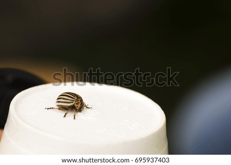Colorado potato beetle in a plastic Cup