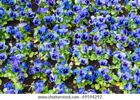 viola tricolor pansy, flowerbed