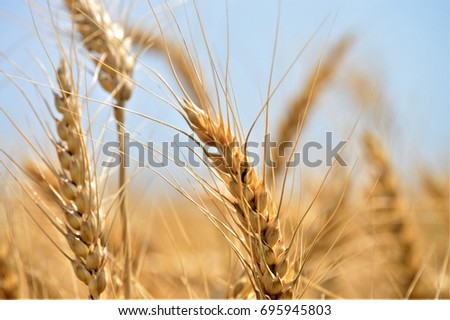 A closeup of our wheat during harvest