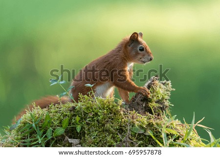 Eurasian red squirrel sitting on a stump of a tree