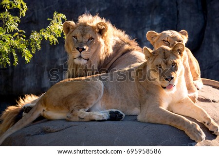 Lions Royalty-Free Stock Photo #695958586