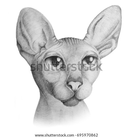Sphinx Cat Pencil Drawing Sketch. Graphic Isolated Cat Breed Hand Drawn Illustration on White Background.