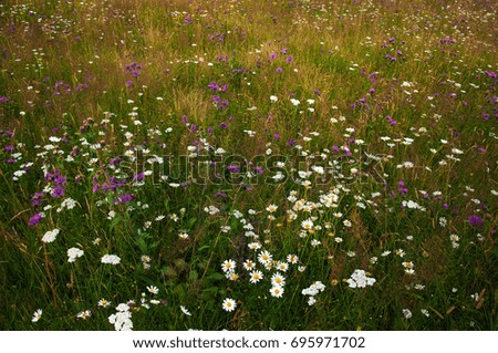 Flowering daisies on a meadow in the summer. Field flowers bloom in a meadow in the mountains.