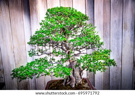 Catlin Elm , bonsai tree
