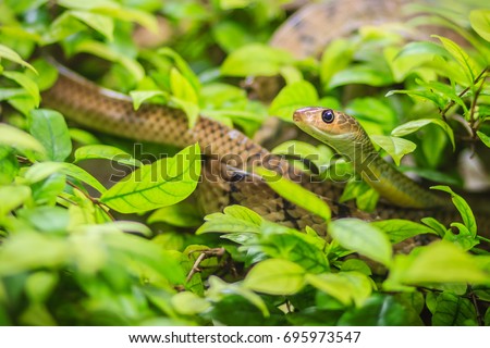 Cute Indochinese rat snake (Ptyas korros) is slithering on tree with green leaves background. Chinese ratsnake or Indo-Chinese rat snake, is a species of colubrid snake endemic to Southeast Asia. Royalty-Free Stock Photo #695973547