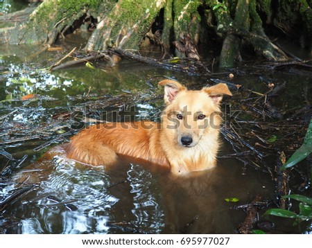 Dog in a pond with three toed baby sloth in background
