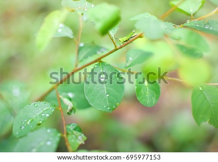 Twig green leaves with drop water are in Southeast Asia forest after the rain. A grasshopper hide under leaf.