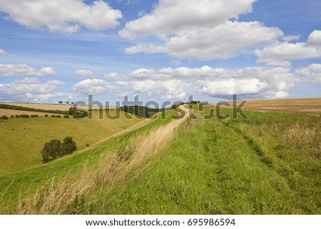 a green summer valley with grazing cattle and dry grasses under a blue summer sky in the yorkshire wolds
