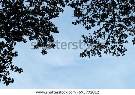 Silhouette tree with blue sky background.