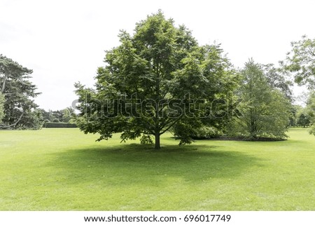 Tree in Meadow